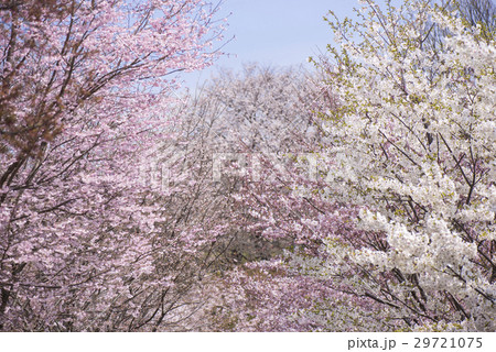 桜満開 桜満開 29721075
