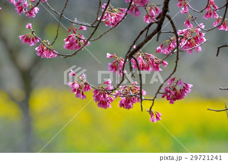 寒緋桜と菜の花のコラボ 29721241