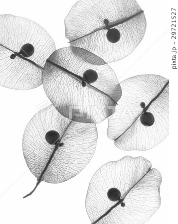 Natural Vein 29721527