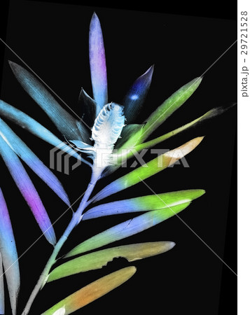 Natural Vein 29721528