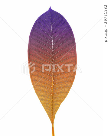 Natural Vein 29721532