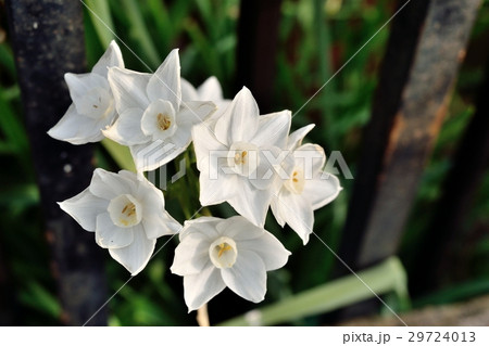 スイセン 29724013