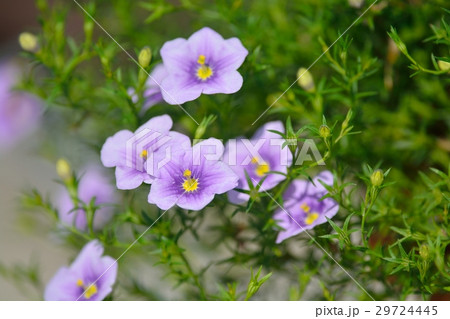 ニーレンベルギア ニーレンベルギア 29724445