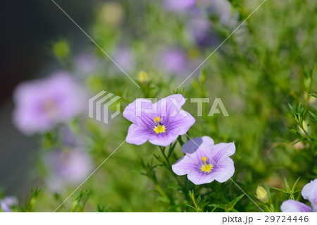 ニーレンベルギア 29724446