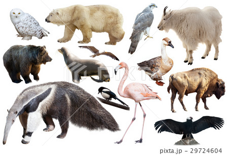 american animals isolated on white 29724604