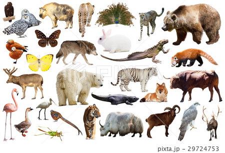 animal collection asia animal collection asia 29724753