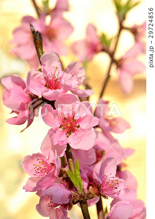 花桃、ハナモモ、桃の花 花桃、ハナモモ、桃の花 29724856