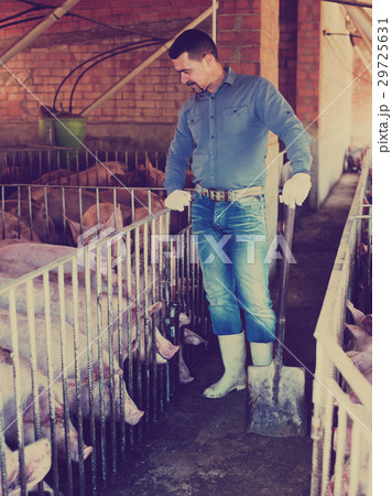 Man farmer standing in pigsty Man farmer standing in pigsty 29725631