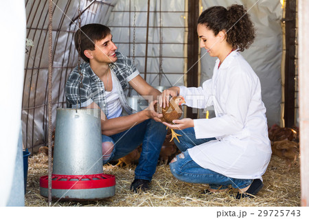 man farmer chatting with woman veterinarian in coop man farmer chatting with woman veterinarian in coop 29725743