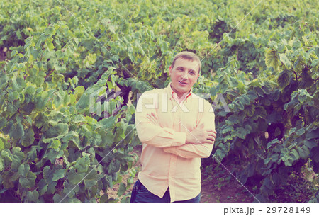 farmer near grapes in vineyard . 29728149