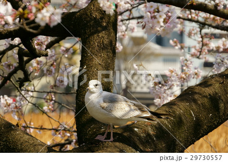 セグロカモメ 若鳥 セグロカモメ 若鳥 29730557