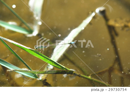 イトトンボ カワトンボ 糸トンボ 29730754