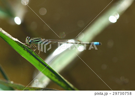 イトトンボ カワトンボ 糸トンボ 29730758