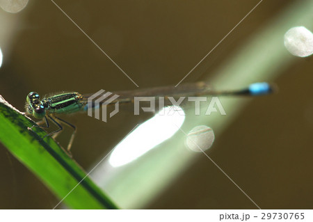 イトトンボ カワトンボ 糸トンボ 29730765