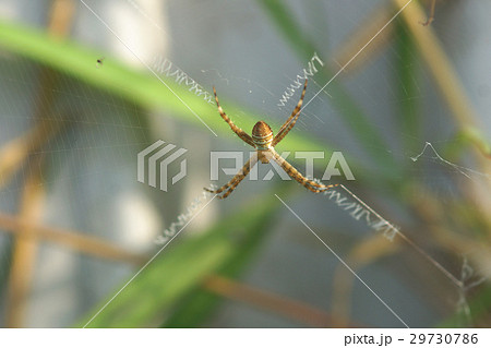 クモ 蜘蛛 スパイダー 29730786