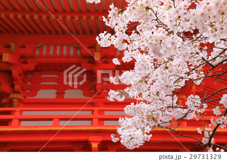 紀三井寺大門桜 29731329