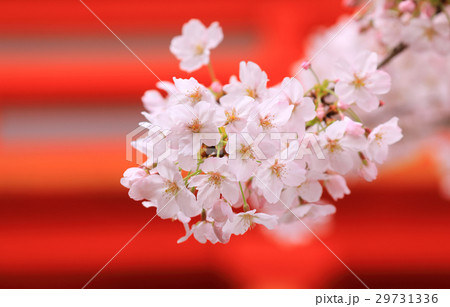 紀三井寺大門桜 29731336