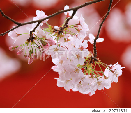 紀三井寺大門桜 紀三井寺大門桜 29731351