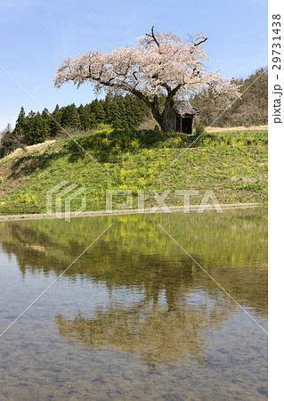 小沢の桜 小沢の桜 29731438
