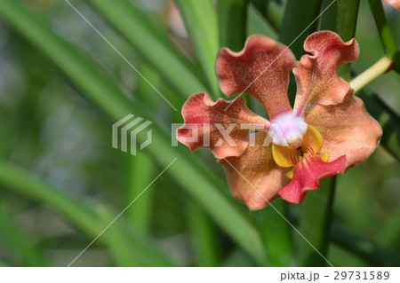 Udon Sunshine Orchid 29731589