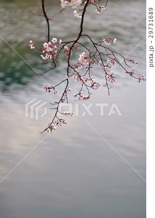 桜 桜 29731689