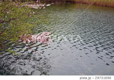 桜 桜 29731690