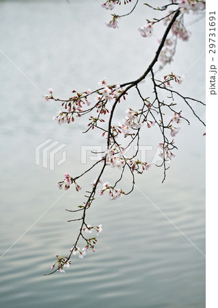 桜 桜 29731691
