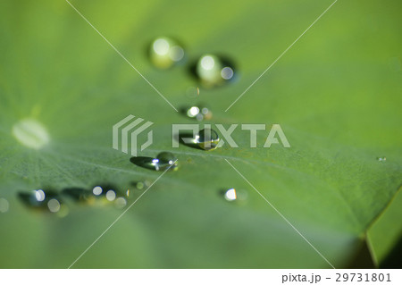 蓮葉の水玉 蓮葉の水玉 29731801