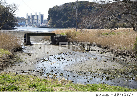 春の三浦半島 小網代の森 湾奥の干潟 春の三浦半島 小網代の森 湾奥の干潟 29731877