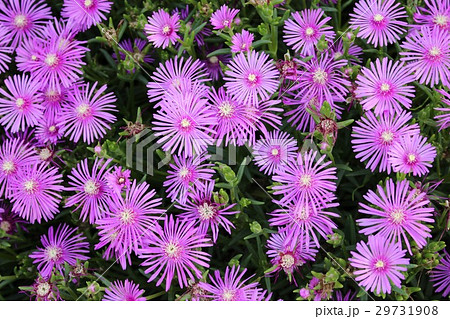 マツバギク 29731908