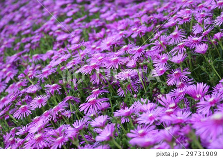 マツバギク マツバギク 29731909