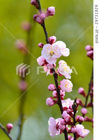 満開のアンズの花 満開のアンズの花 29731929