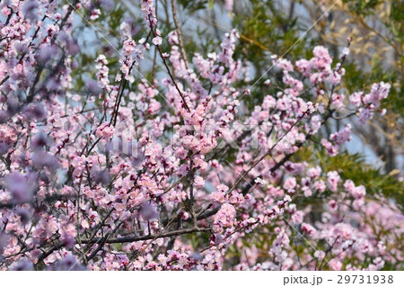 満開のアンズの花 満開のアンズの花 29731938