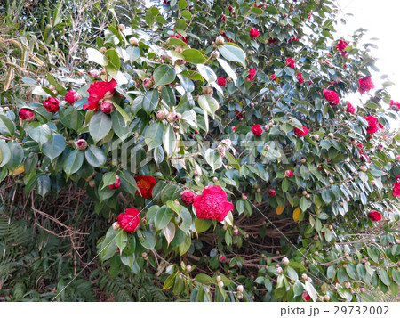 椿の花 29732002