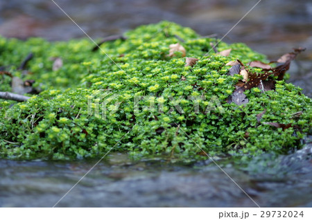 木谷沢渓谷 29732024