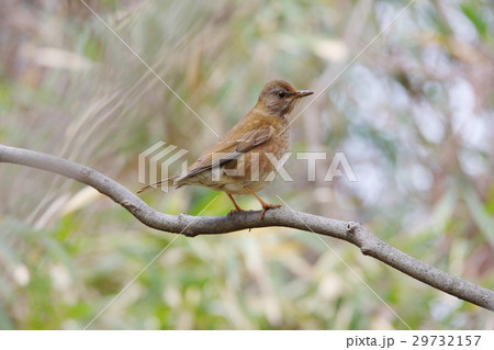 シロハラ 29732157