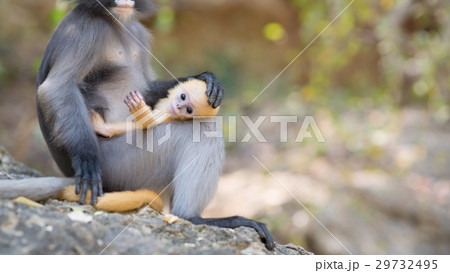 South Langur or Dusky leaf monkey in Thailand South Langur or Dusky leaf monkey in Thailand 29732495