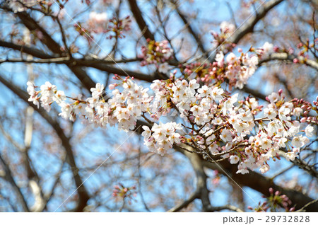 桜 29732828