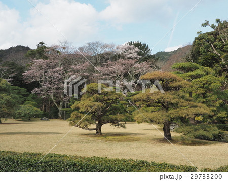 【伊勢神宮】桜と松 29733200