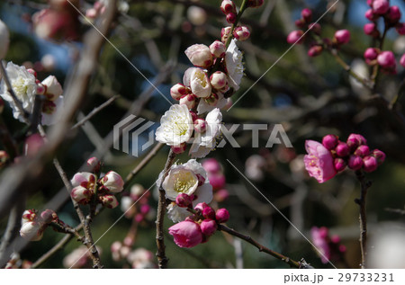 源平の梅 源平の梅 29733231