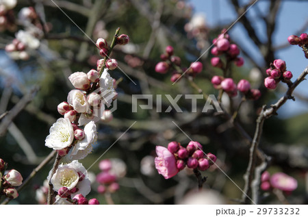 源平の梅 29733232