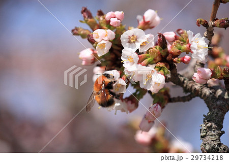 【北海道】チシマザクラに訪れたアカマルハナバチ 29734218