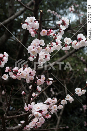 アンズの花 アンズの花 29734438