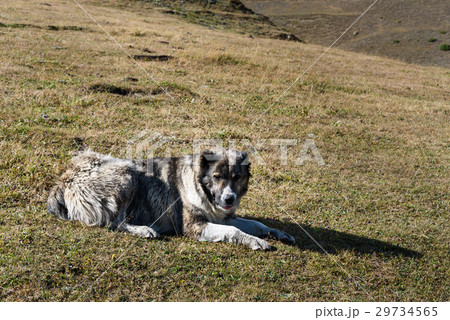 Caucasian Shepherd Dog in Tusheti Reserve. Georgia Caucasian Shepherd Dog in Tusheti Reserve. Georgia 29734565