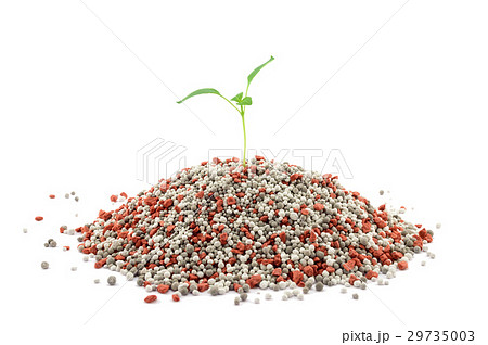 Pepper seedling closeup on mineral fertilizers Pepper seedling closeup on mineral fertilizers 29735003