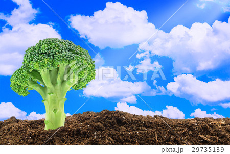 Green broccoli on the sky background 29735139
