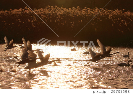 夕陽を浴びて飛び立つ白鳥 29735598