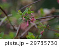 ヤマウグイスカグラ 29735730