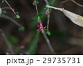 ヤマウグイスカグラ 29735731