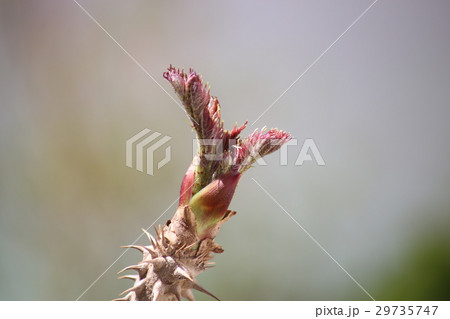 タラの芽 タラの芽 29735747